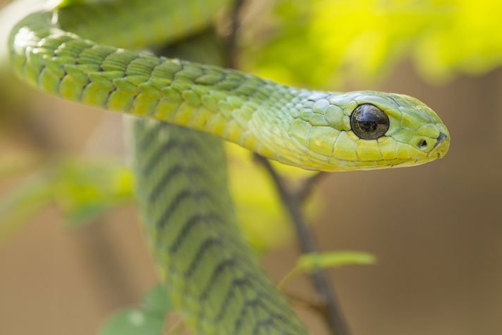 peruvian dragon snake