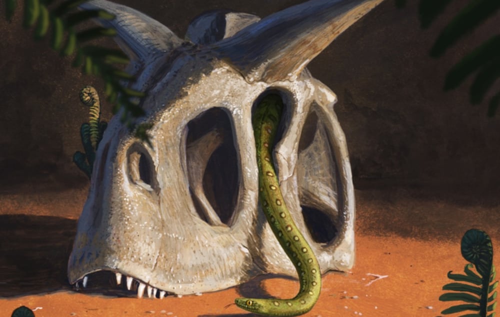 Low Res Snake Artwork Credit Joschua Knuppe