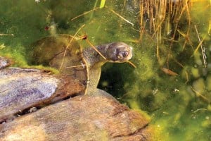 Murray River Turtle