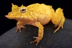 Solomon Island Horned Frog