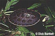 Red-bellied Side-necked Turtle