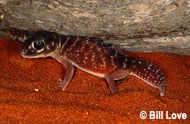 Smooth Knob-Tailed Gecko