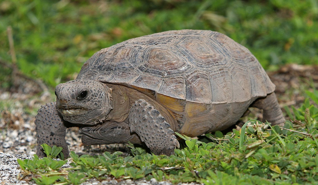 38 Gopher Tortoises Released In Mississippi By The Nature Conservancy ...