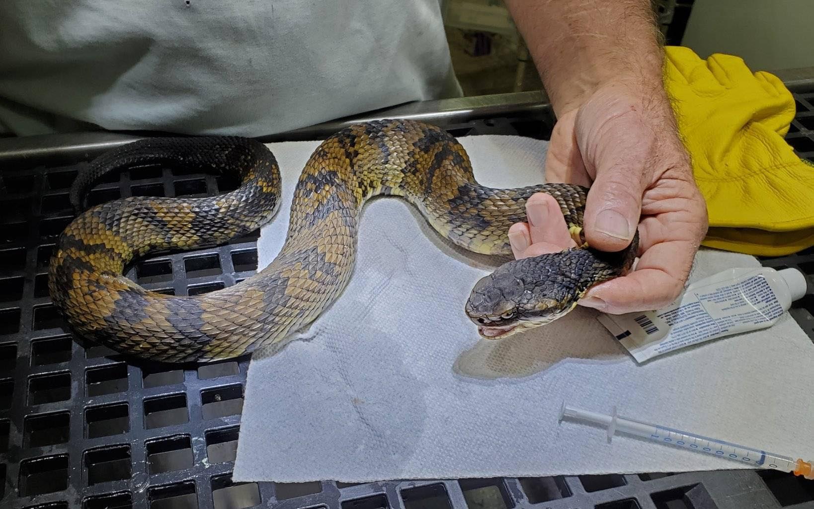 Vets Save Cottonmouth. She Throws Up Two Garter Snakes And A Leopard