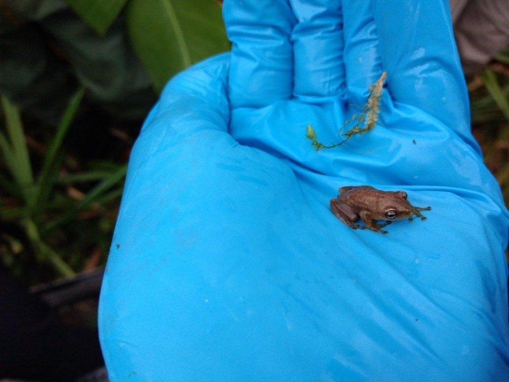 50 of 400 Endangered Pickersgill’s Reed Frogs Released In South Africa