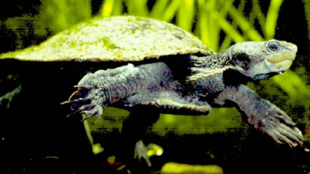 Gulf snapping turtle Archives - Reptiles Magazine