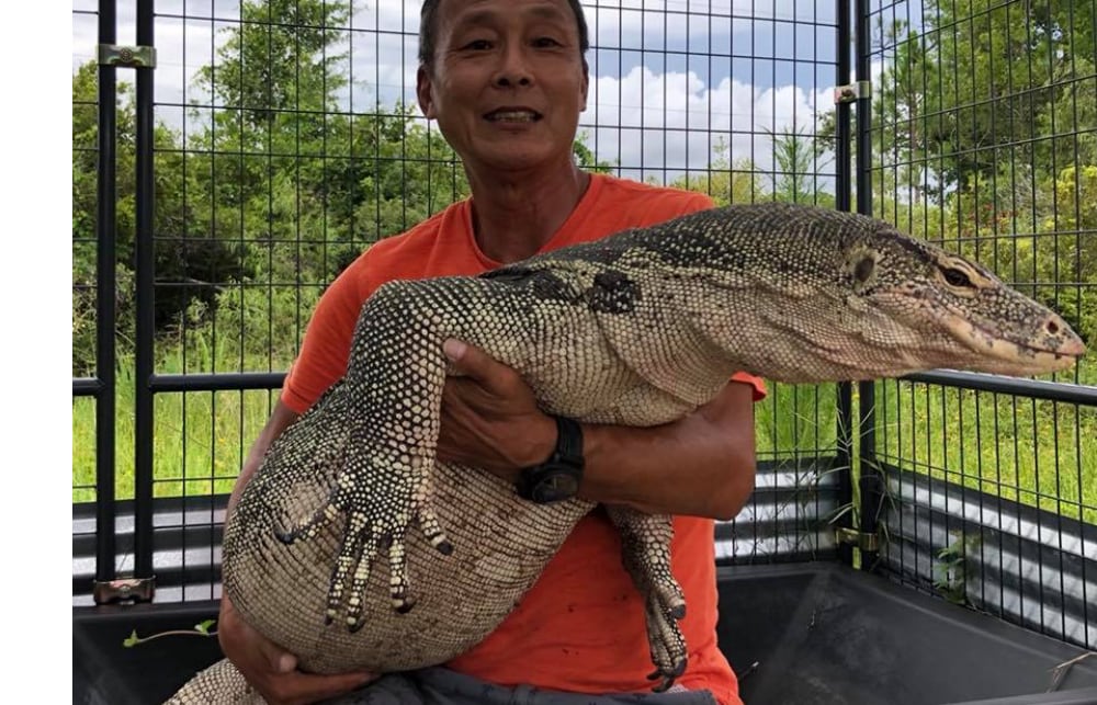 monitor lizard Archives Reptiles Magazine