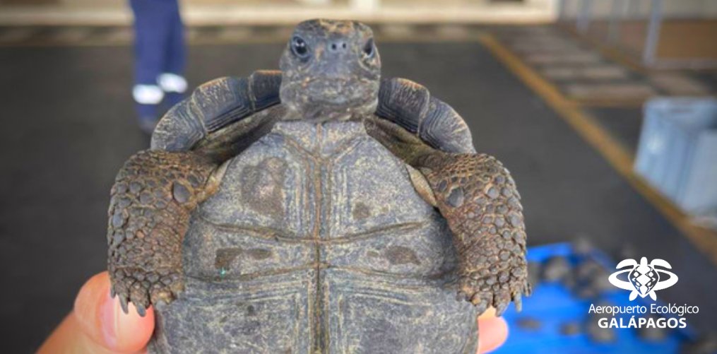 Nearly 200 Hatchling Galapagos Tortoises Seized At Galapagos Island ...