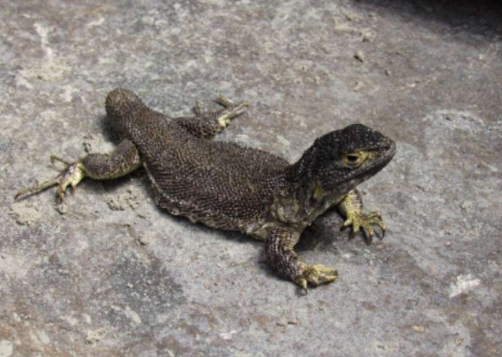 Scientists Discover New Liolaemus Lizard Species In Peru - Reptiles ...