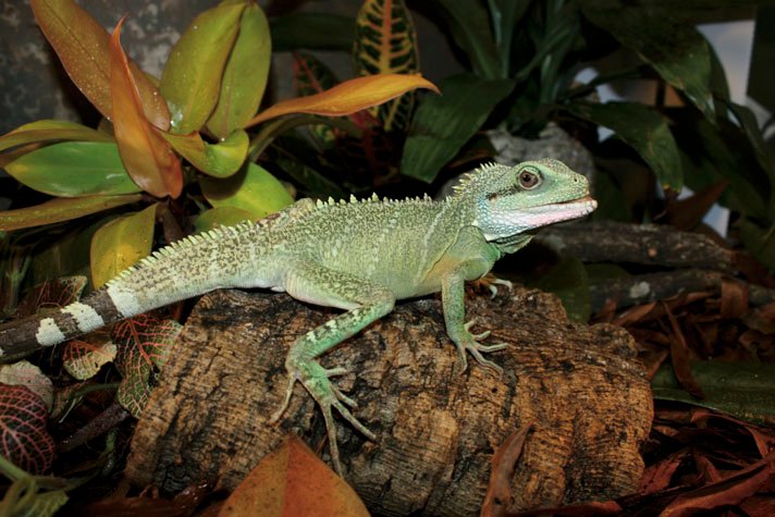 Chinese Water Dragon With Mouth Lump - Reptiles Magazine