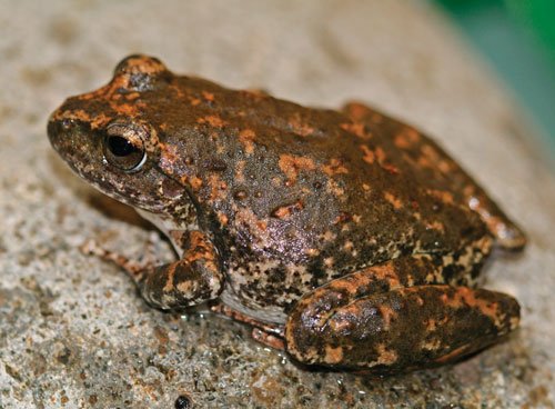 Chytrid Fungus Threatens Frogs In Australia - Reptiles Magazine