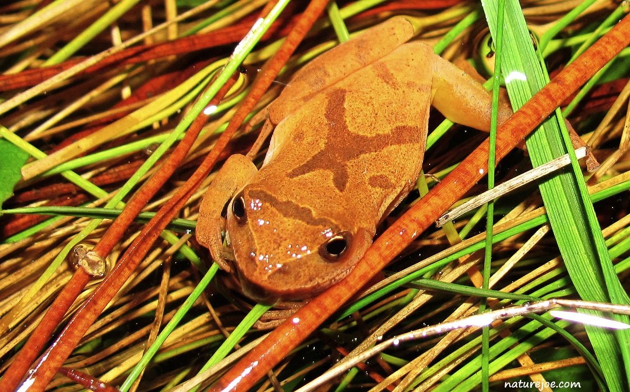 Herping The Southern Spring Peeper - Reptiles Magazine