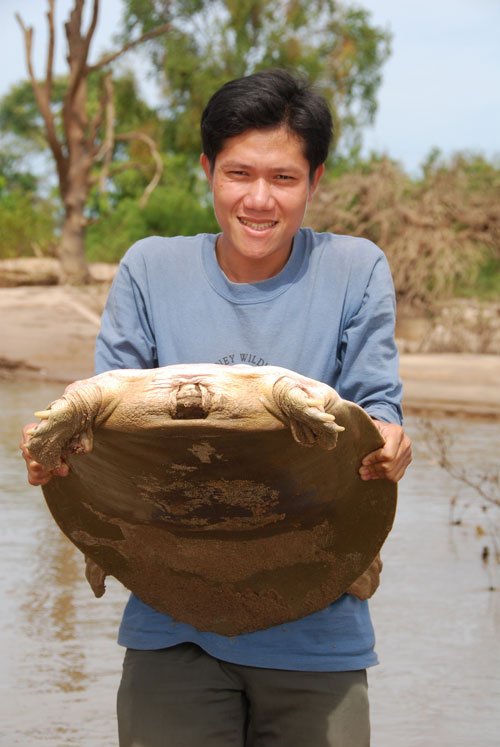 Cantors Softshell Turtle Conservation Initiative Takes Root In Cambodia Reptiles Magazine 