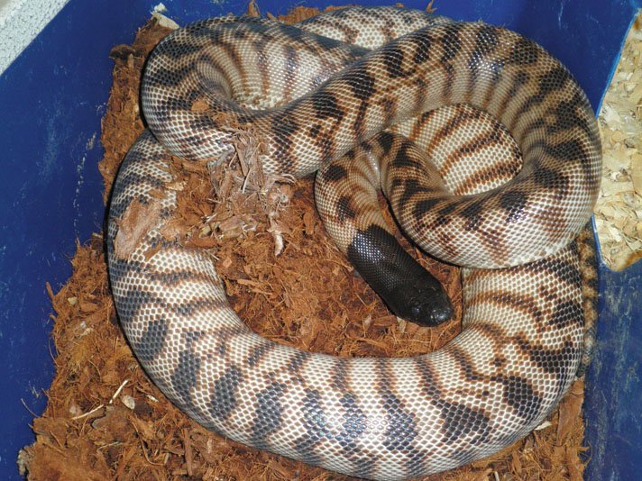Black-Headed Pythons! (Everything You’Ve Ever Wanted To Know – DDQM