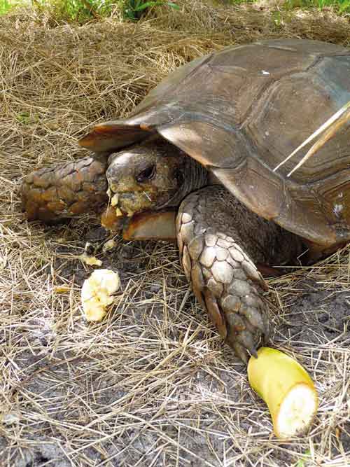 Burmese Mountain Tortoise Care - Reptiles Magazine