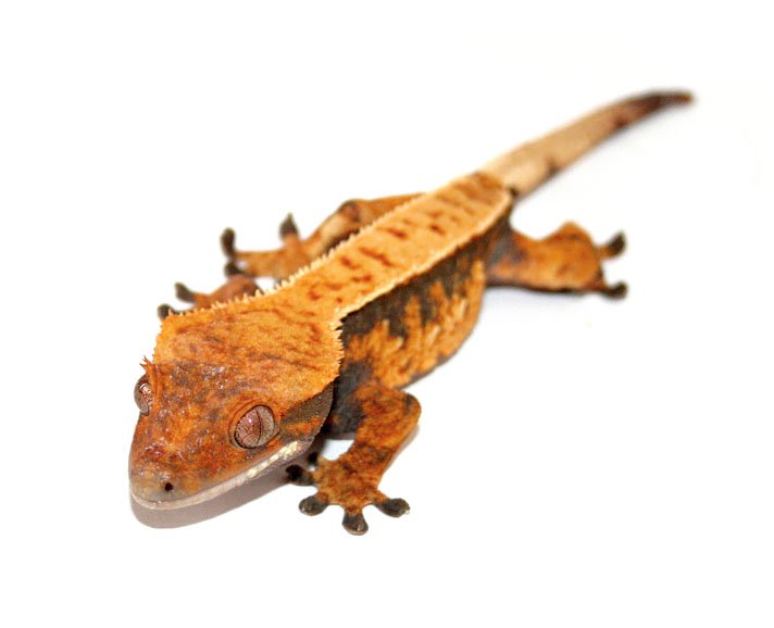 Crested Gecko Care And Information Reptiles Magazine