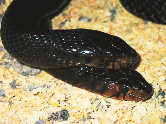 Breeding the Eastern Indigo Snake - Reptiles Magazine