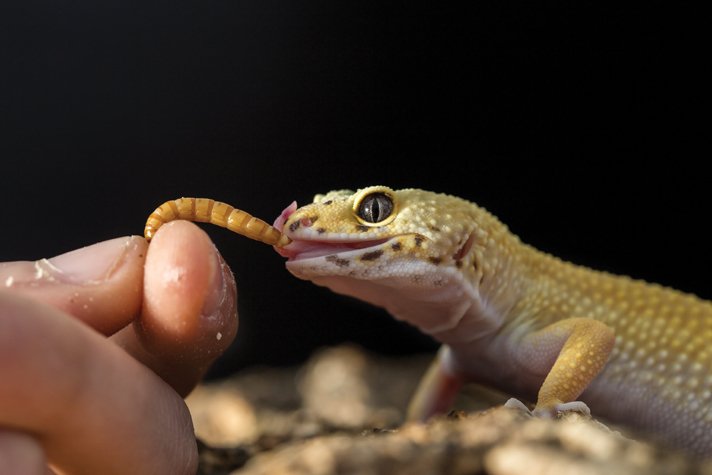 mealworm feeder for leopard gecko