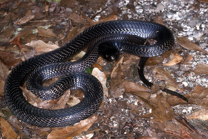 Cobra Snakes Of The Congo - Reptiles Magazine