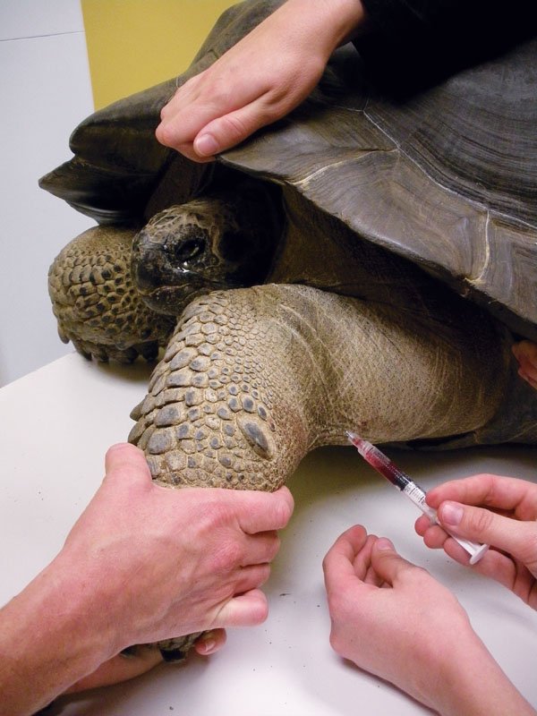 Get The Most Out Of Your Next Reptile Vet Visit Reptiles Magazine