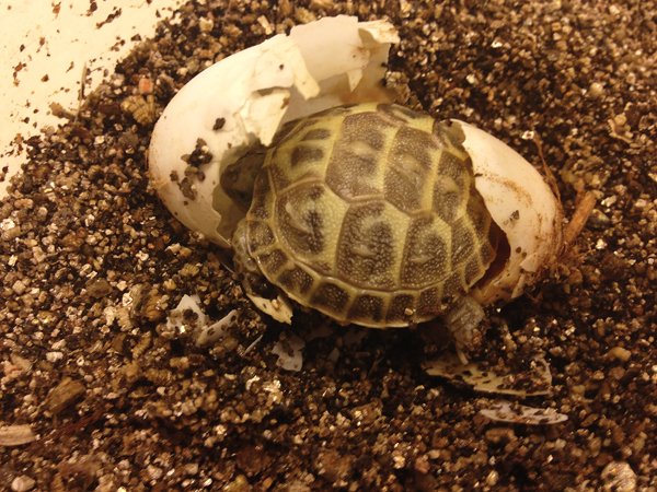 Russian Tortoise Care Tips - Reptiles Magazine