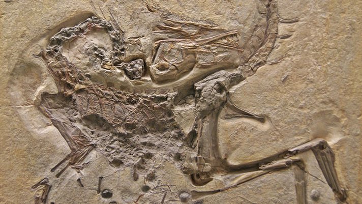 New Lizard Species Discovered In Fossilized Dinosaur’s Belly - Reptiles ...