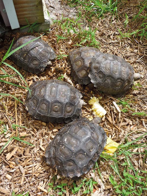 Burmese Mountain Tortoise Care - Reptiles Magazine