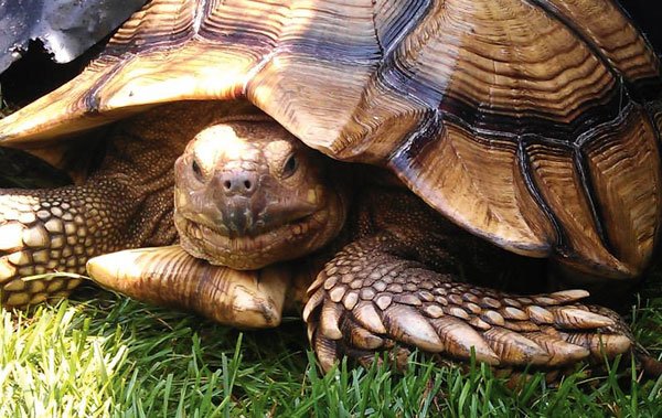 The Vet Report: Sulcata Tortoise Spine Abnormality - Reptiles Magazine