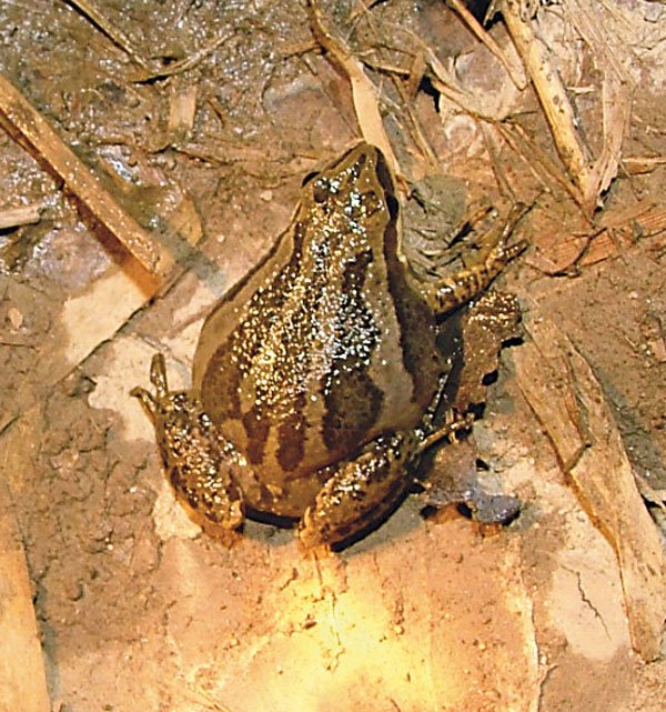 Herping The Rare Western Chorus Frog Reptiles Magazine