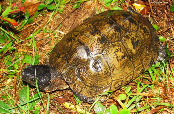 Herping The Wood Turtle - Reptiles Magazine