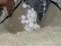 Leatherback Sea Turtle Populations Show Growth - Reptiles Magazine