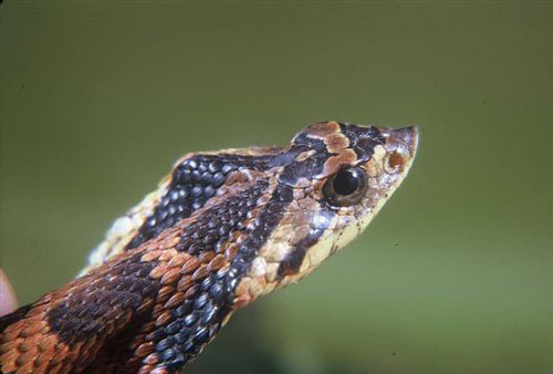 Herps Of Pennsylvania - Reptiles Magazine