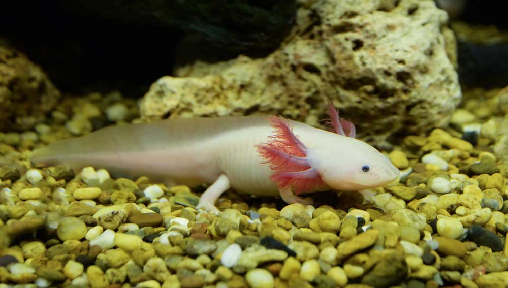 Axolotl Breeding