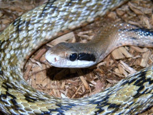 Beauty Snake Breeding Beauty Snake Breeding