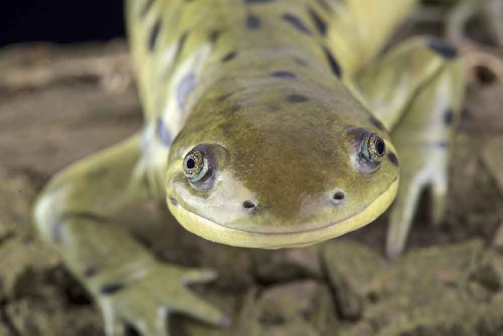Reptile Enclosure Water Quality and Filtration