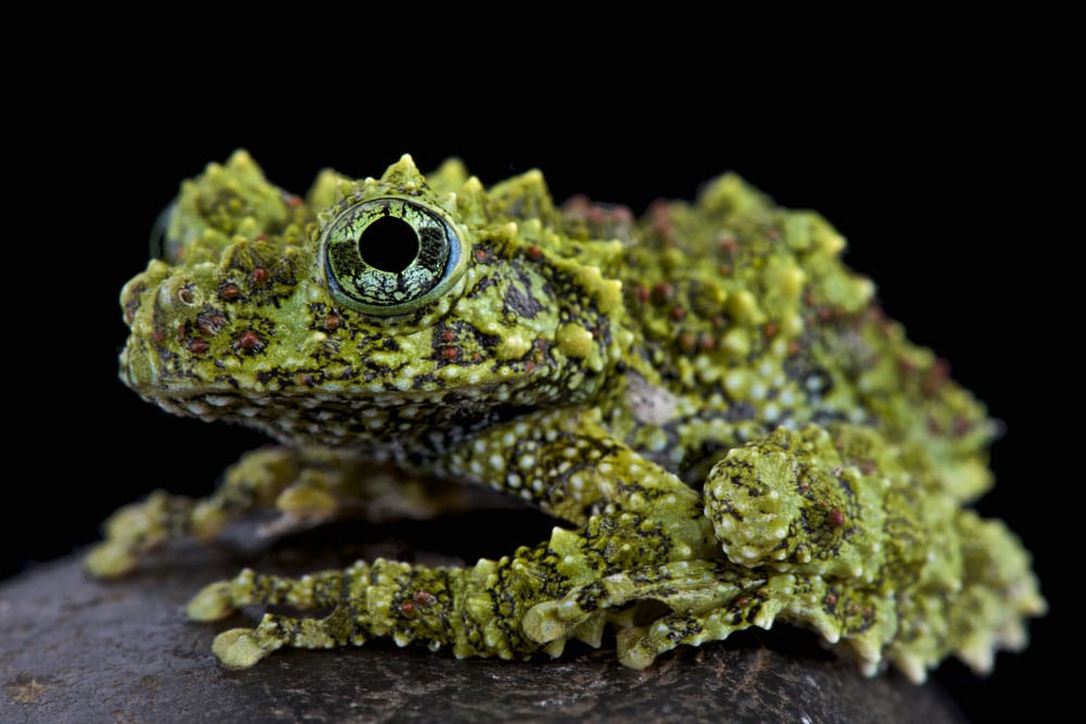 Care Tips For The Vietnamese Mossy Frog