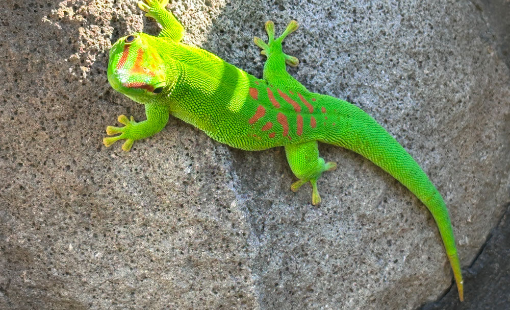 Madagascar Giant Day Geckos In Hawaii
