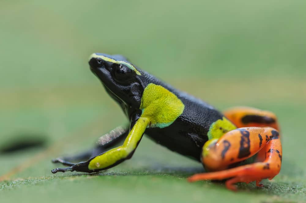 Poison Frogs Of The Genus Mantella