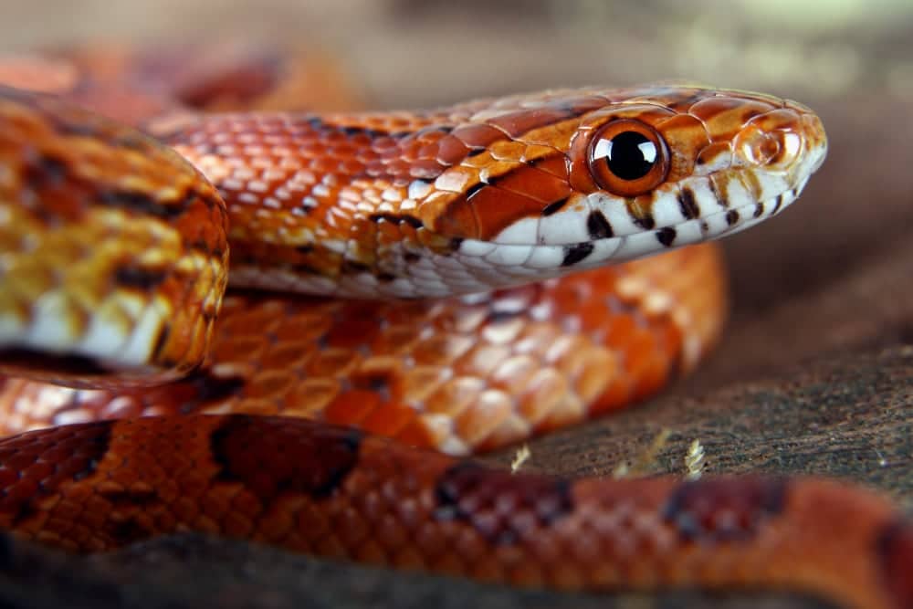 5 Great Beginner Pet Snakes Reptiles Magazine