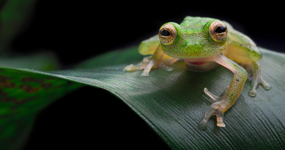New Species Of Glass Frog Looks Like Kermit The Frog
