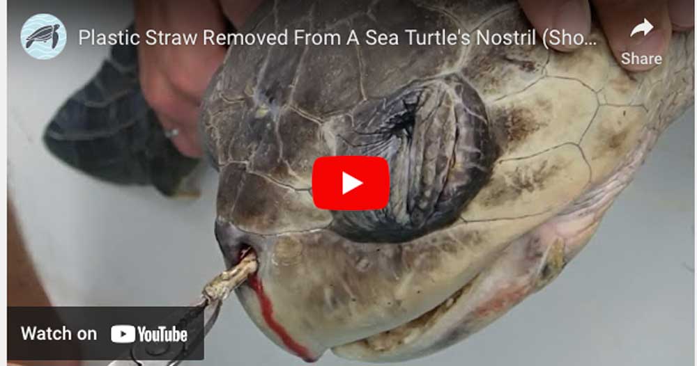 Video: Researchers Remove Plastic Drinking Straw From Sea Turtle’s Nostril