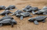 Olive ridley turtle