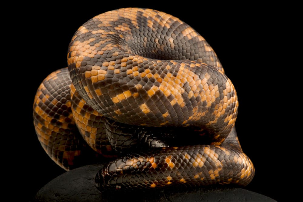 Calabar Burrowing Python Has Thickest Skin Of Any Snake Species