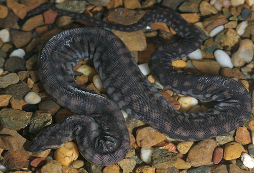 Elephant Trunk Snake