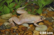 African Clawed Frog
