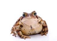 American Toad Info