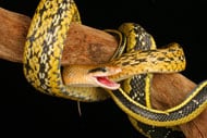 Asian Rat Snake