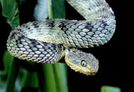 Green Bush Viper (Atheris chlorechis). Forests of West Africa. venomous