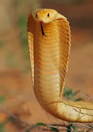 Cape Cobra