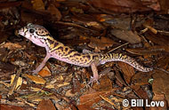 Central American Banded Gecko